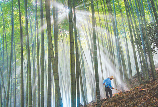 福建省永安市上坪鄉(xiāng)龍共村村民在為竹子松土施肥