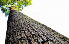 “大樹”底下真的好乘涼？