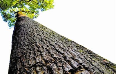 大樹下面好乘涼