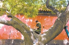 保護古樹 留住鄉(xiāng)愁