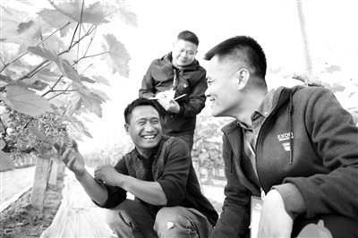 蘭考縣通過惠農(nóng)政策幫扶等方式，鼓勵群眾大力發(fā)展特色葡萄種植業(yè)，在增加村集體收入的同時，也方便村民在家門口就業(yè)。圖為該縣紀檢監(jiān)察干部到儀封鎮(zhèn)代莊村葡萄種植基地，解決群眾反映的問題。劉涵 攝