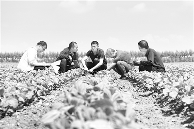 黑龍江紀(jì)檢監(jiān)察機關(guān)扛牢糧食安全政治責(zé)任